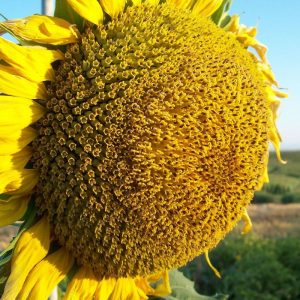 Семена подсолнечника Люкс (кондитерский)