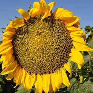 Семена подсолнечника  НС-Х-6042