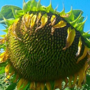 Дракон  (Гранстар)