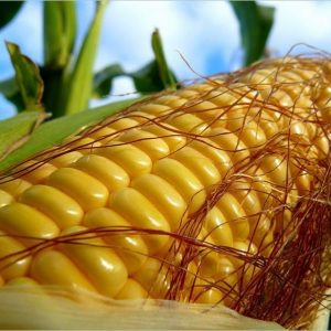 Семена кукурузы Кредит мв (Новинка )