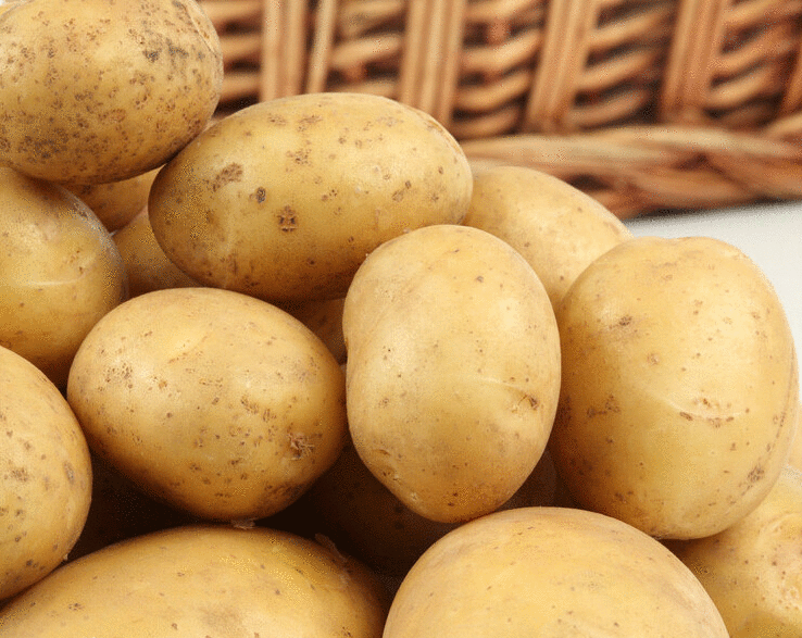 Насіннєва картопля “Саванна”  Голландія  (1 репродукція)