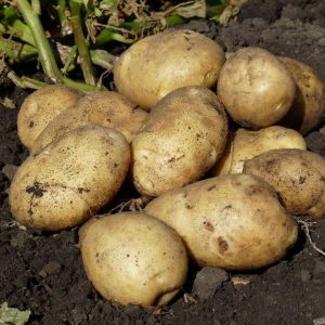 Семенной картофель Банба (Голландия)