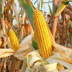Семена кукурузы КИНЕМАС (KWS Germany)
