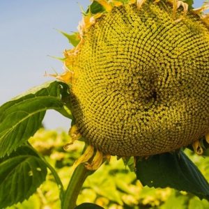 Подсолнечник Pioneer P64LE25 (Express Sun)