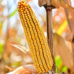 Семена кукурузы КРАБАС ( KWS Germany)