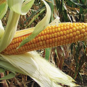 ЭМИЛИО  (KWS Germany)