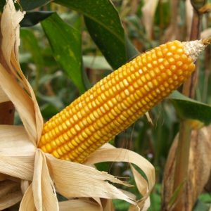 Семена кукурузы КВС 381 (KWS Germany)