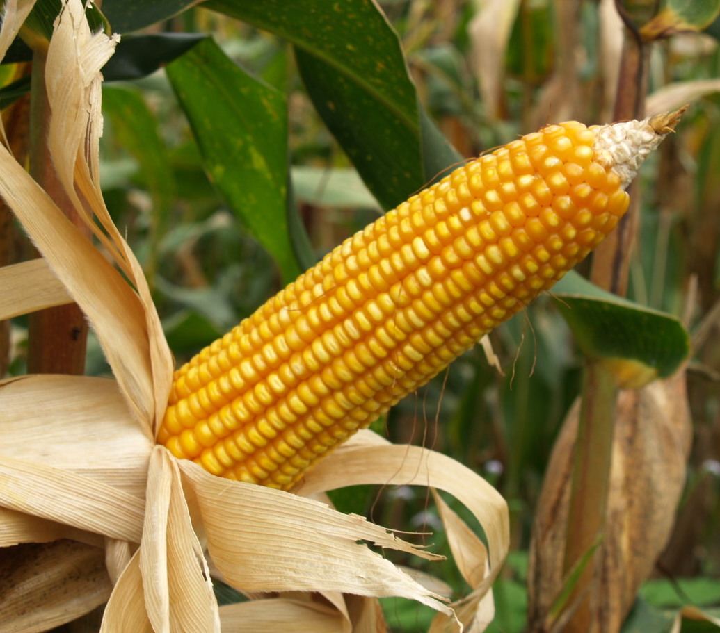Семена кукурузы КВС 381 (KWS Germany)