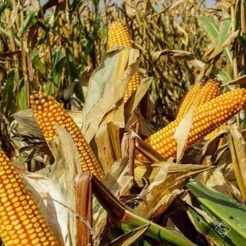 Семена кукурузы КВС 2370 (KWS Germany) UNIQUEDENT