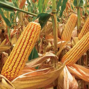 Семена кукурузы КАРИФОЛС  (KWS Germany)