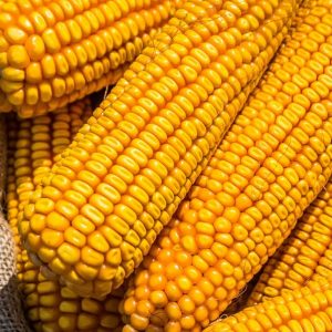 Семена кукурузы Гран 6 (ФАО 300)