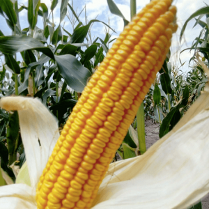 Семена кукурузы Амарок 290 (ФАО 320)