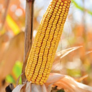 Семена кукурузы ДБ Хотин ( ФАО 280 )