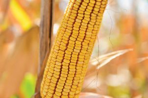 Семена кукурузы ДБ Хотин ( ФАО 280 )