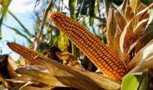 купить семена кукурузы в Украине