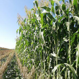 Урожайность гибридов кукурузы