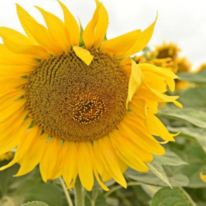 Семена подсолнечника Бонд (Гранстар)