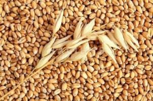 Удобрение зерновых озимых