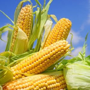 выращивание кукурузы