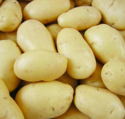 Семенной картофель Гранада (первая репродукция Германия) ➤ купить Семенной картофельГранада (первая репродукция Германия) - \