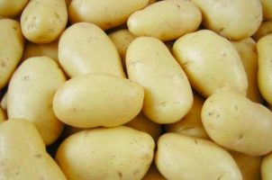 Семенной картофель Гранада (первая репродукция Германия)