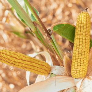 Семена кукурузы ДК Бурштын ( ФАО 350 )