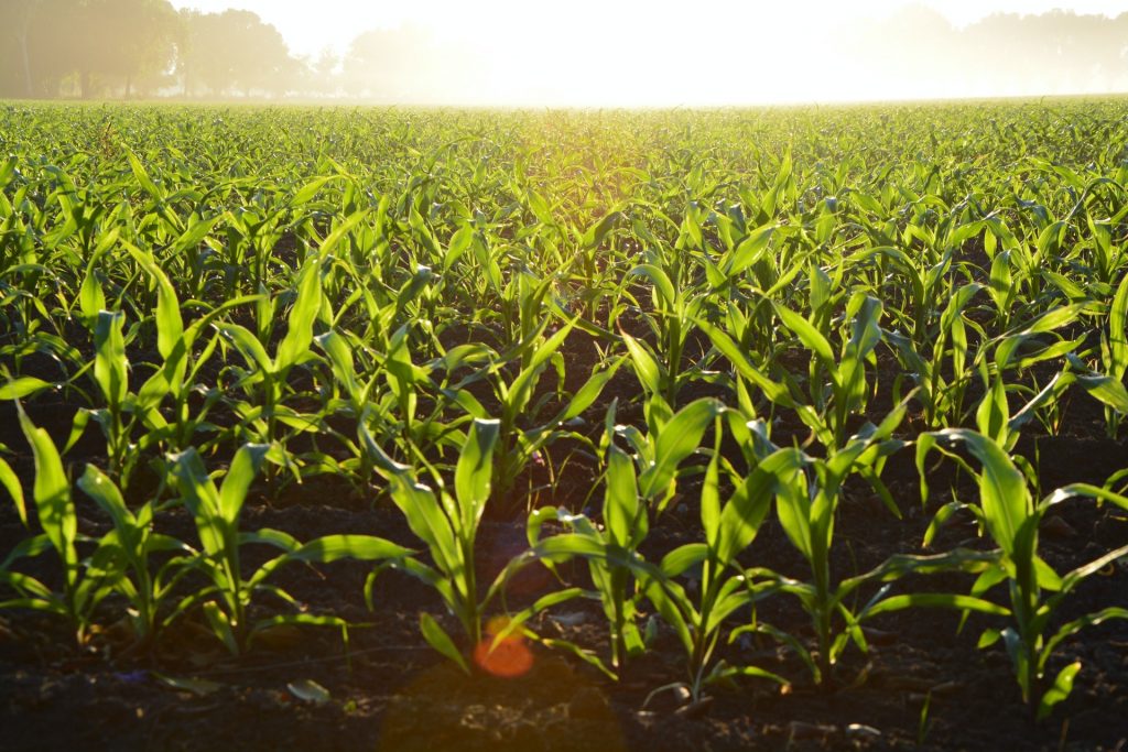 восходы кукурузы на поле