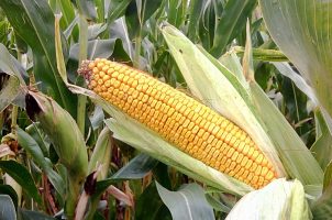 Насіння кукурудзи ТОР ( ФАО 280 )