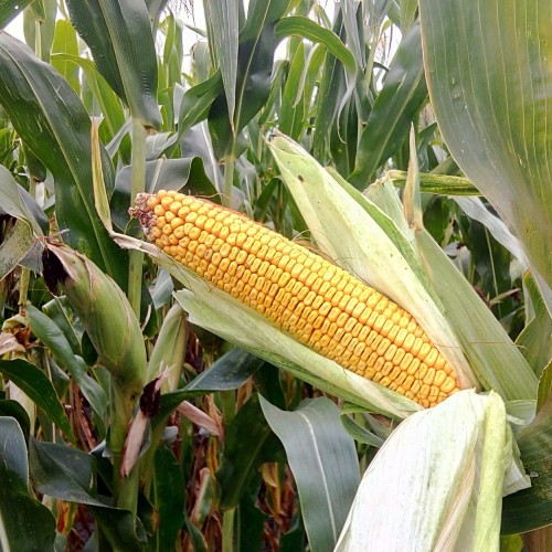 Семена  кукурузы ТОР (ФАО 280 )