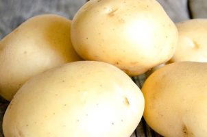 Насіннєва картопля “Сенсейшн” ( Сенсація) Голландія  1 репродукція