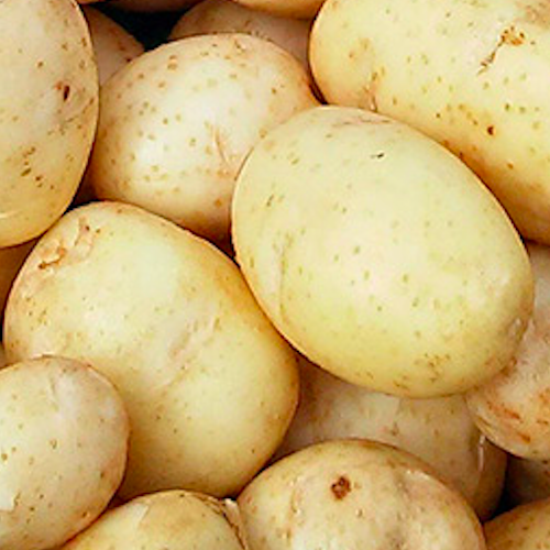 Семенной картофель Маверик (Голландия 1 репродукция)