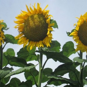 Командор 777