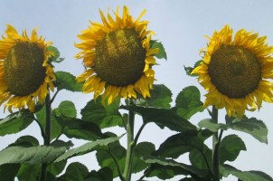 Командор 777