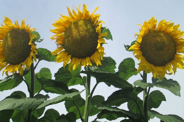 Командор 777