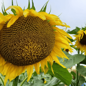 Неймер Плюс