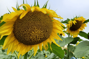 Неймер Плюс